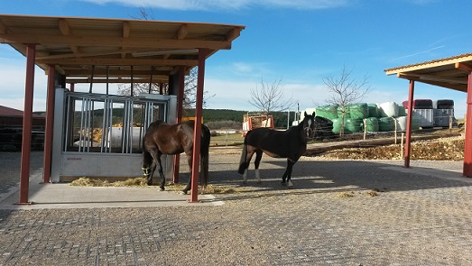 Neuer Stall